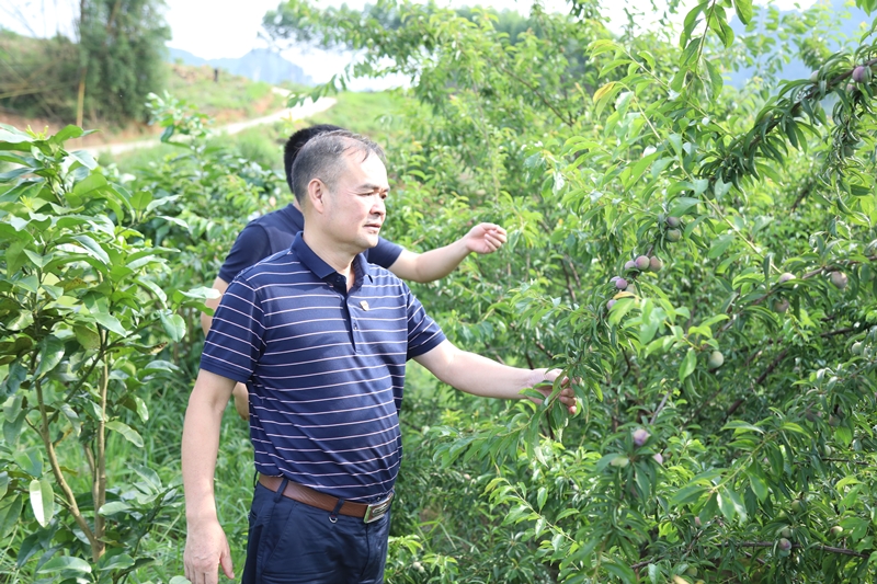 路建集團黨委書記、董事長羅光同志實地調(diào)研豹山村產(chǎn)業(yè)扶貧情況_副本.jpg